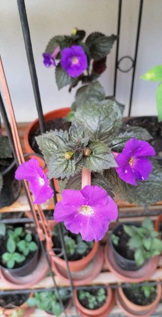  - X2 Achimenantha Texas Blue Bajou-erika 76