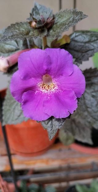  - X2 Achimenantha Texas Blue Bajou-erika 76