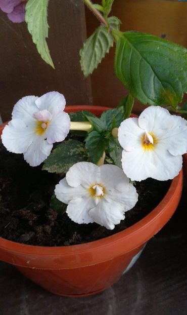  - Golden Butterfly-sylvia