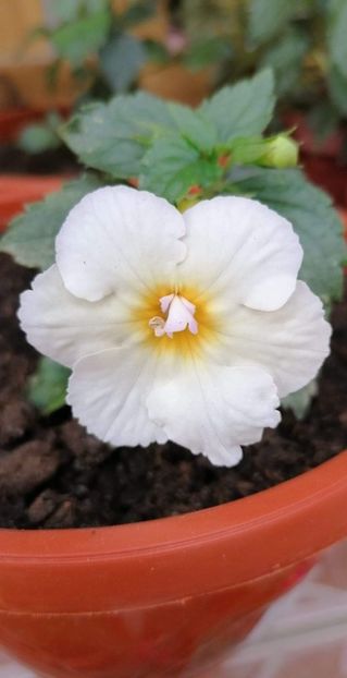  - Golden Butterfly-sylvia