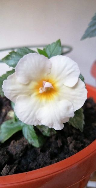  - Golden Butterfly-sylvia