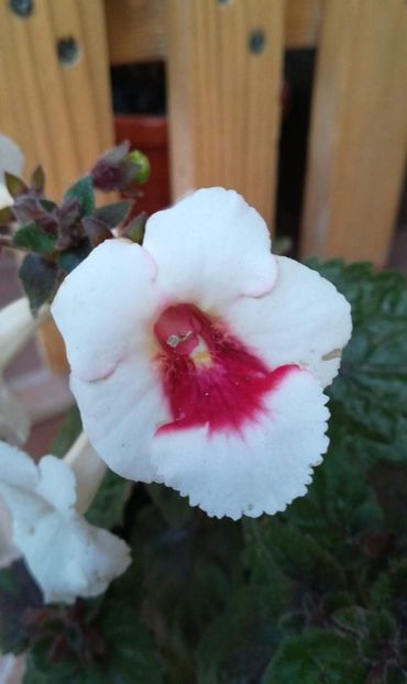  - X2 Achimenantha White Angel -erika 76