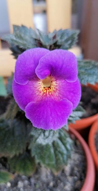  - Arletta Blue- Gabi Gligor