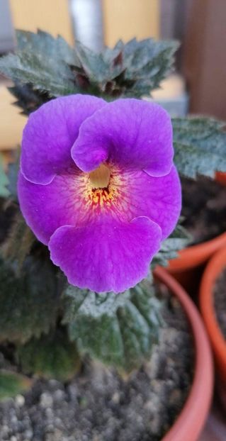  - Arletta Blue- Gabi Gligor