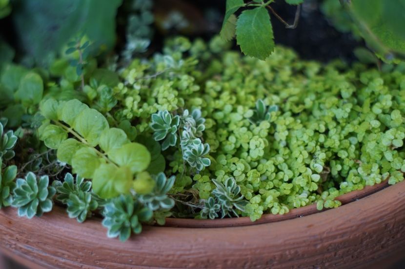 Soleirolia soleirolii - Septembrie 2019- septembrie 2020