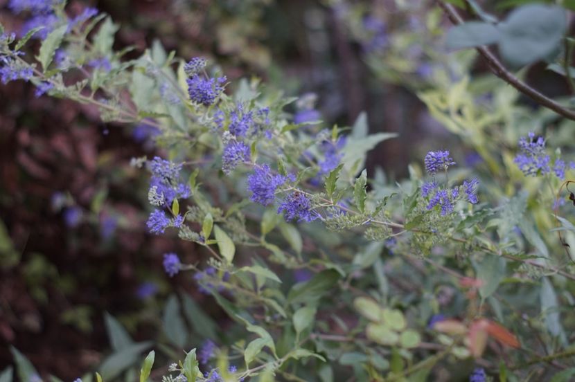  - Septembrie 2019- septembrie 2020