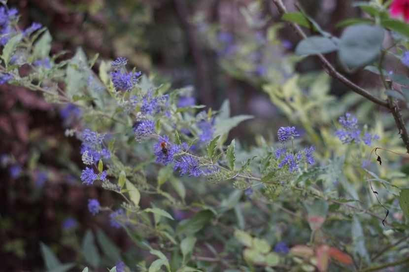  - Septembrie 2019- septembrie 2020