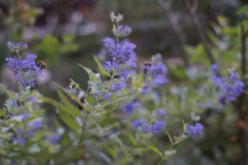  - Septembrie 2019- septembrie 2020