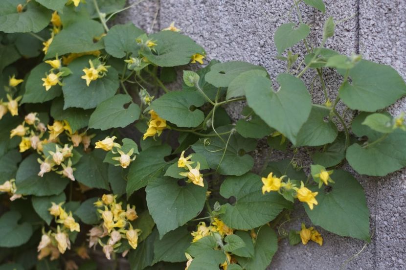  - Septembrie 2019- septembrie 2020