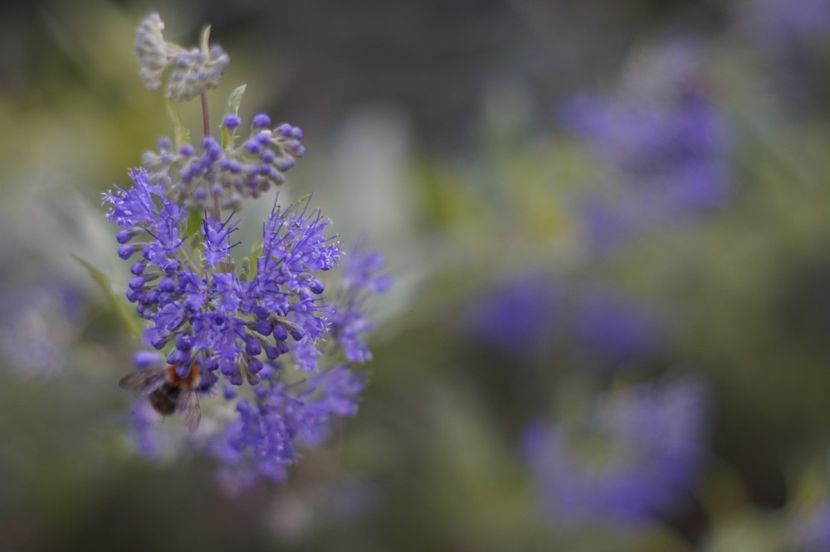  - Septembrie 2019- septembrie 2020