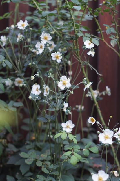  - Septembrie 2019- septembrie 2020