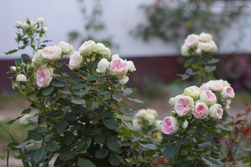  - Septembrie 2019- septembrie 2020