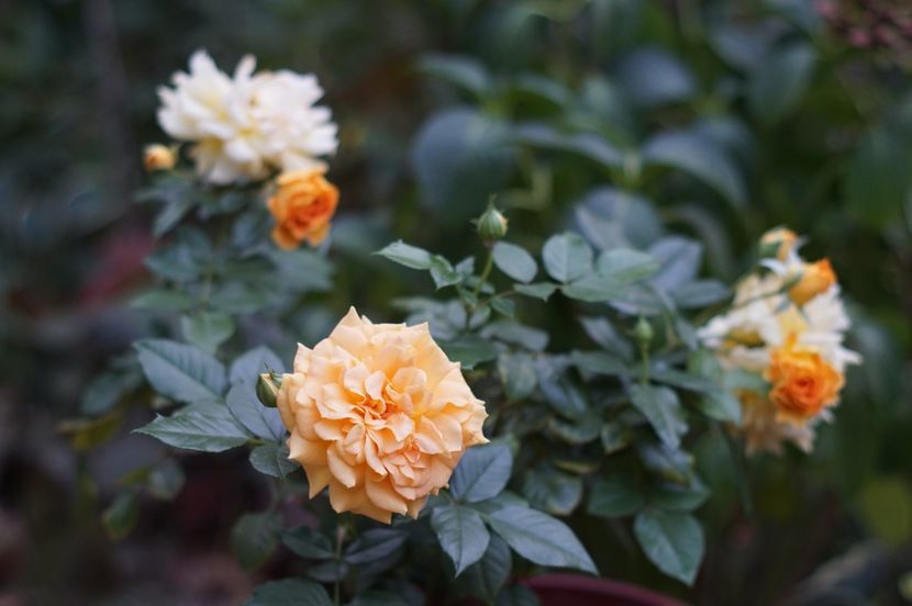  - Septembrie 2019- septembrie 2020