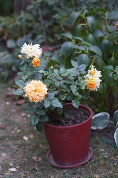  - Septembrie 2019- septembrie 2020