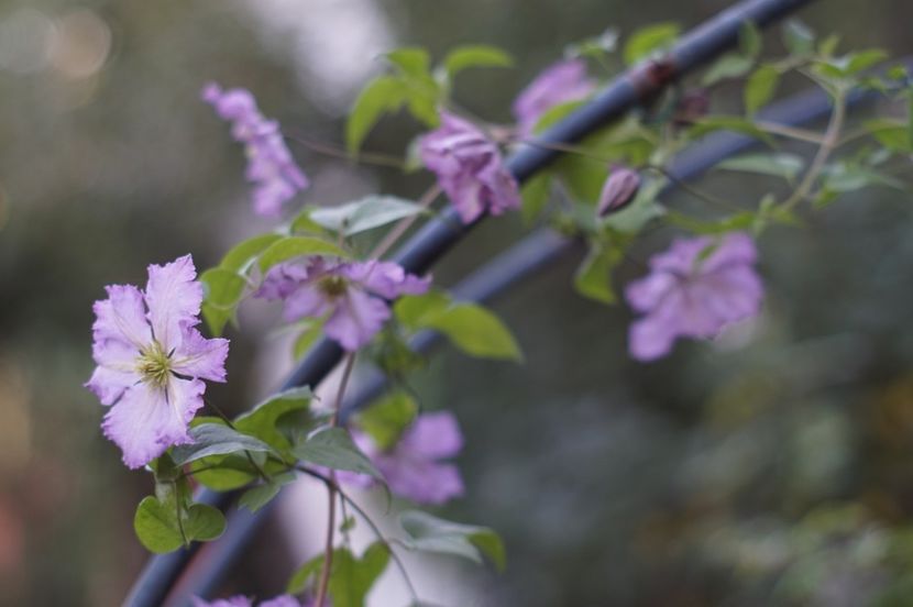  - Septembrie 2019- septembrie 2020