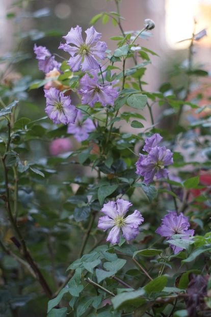  - Septembrie 2019- septembrie 2020