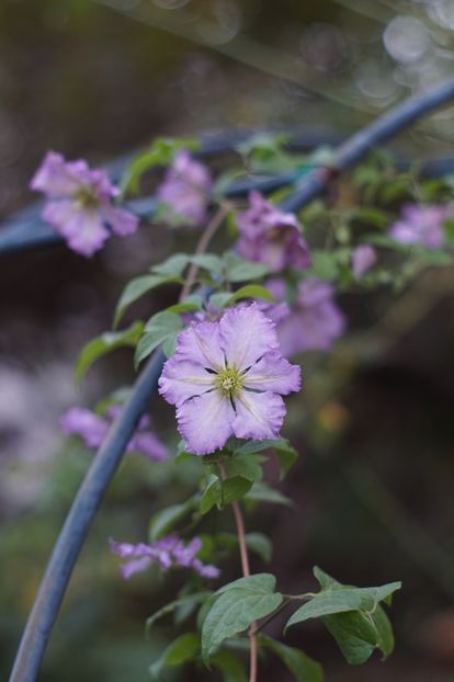  - Septembrie 2019- septembrie 2020