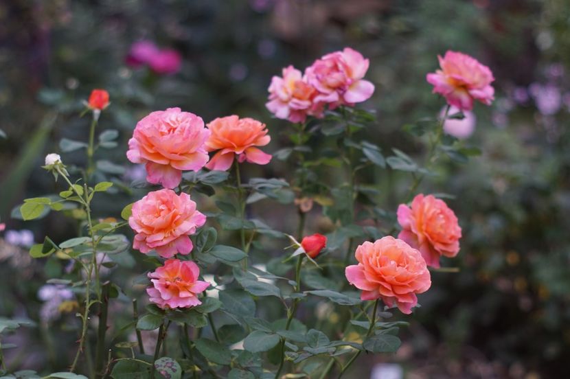  - Septembrie 2019- septembrie 2020