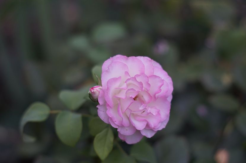  - Septembrie 2019- septembrie 2020