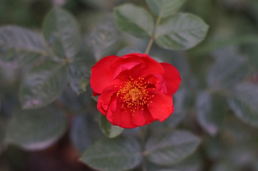  - Septembrie 2019- septembrie 2020