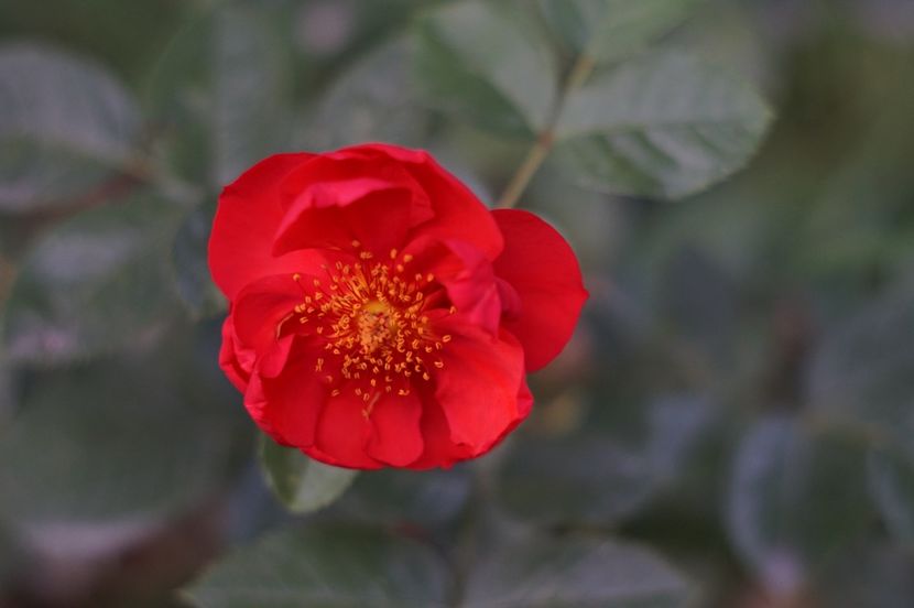  - Septembrie 2019- septembrie 2020