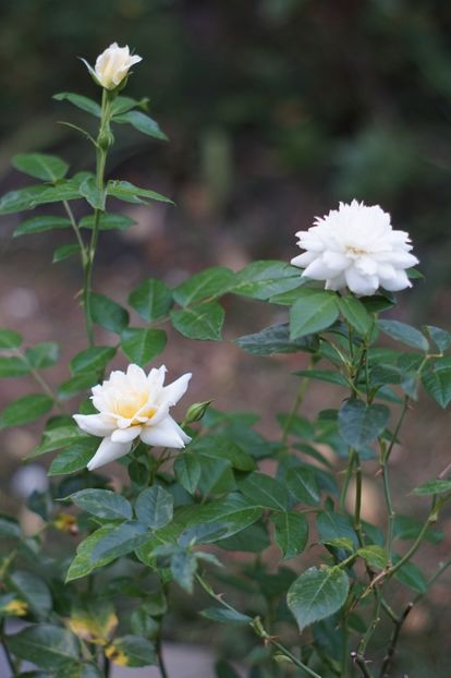  - Septembrie 2019- septembrie 2020