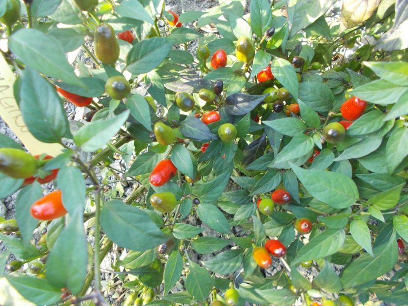  - SEMINTE ARDEI IUTE - AI 47 MAGIRO - NEIZOLAT