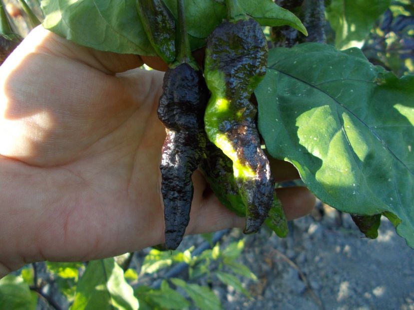  - SEMINTE ARDEI IUTE - AI 40 BLACK PANTHER - NEIZOLAT