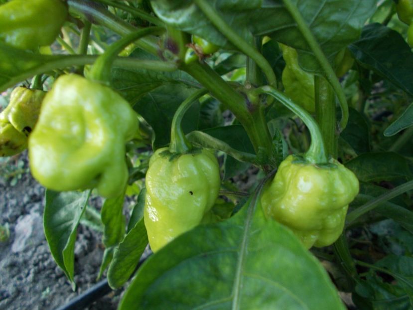  - SEMINTE ARDEI IUTE - AI 45 DEVILS CLAW MUSTARD - NEIZOLAT