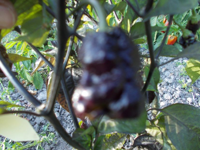  - Z SEMINTE ARDEI IUTE - JAY X PINK TIGER F4 - FRANCIS - AI 54 FARA