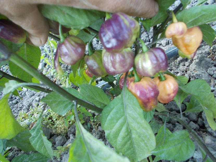  - SEMINTE ARDEI IUTE - AI 56 CGN 21500 - NEIZOLAT