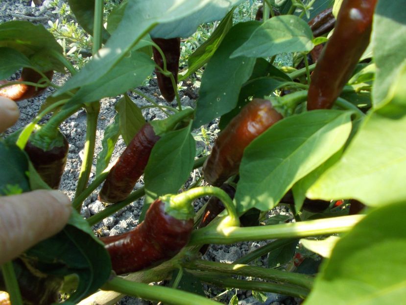  - SEMINTE ARDEI IUTE - AI 38 ETIOPIAN BROWN - NEIZOLAT