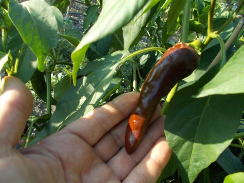  - SEMINTE ARDEI IUTE - AI 38 ETIOPIAN BROWN - NEIZOLAT