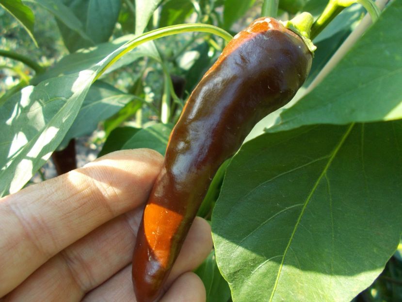  - SEMINTE ARDEI IUTE - AI 38 ETIOPIAN BROWN - NEIZOLAT