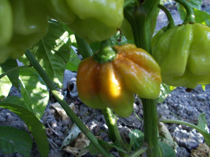  - SEMINTE ARDEI IUTE - AI 57 HABANERO CAPPUCCINO - NEIZOLAT