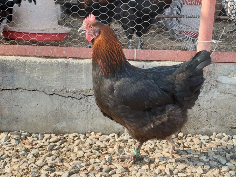  - Marans negru aramiu 2019