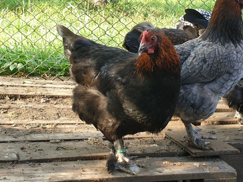  - Marans negru aramiu 2019