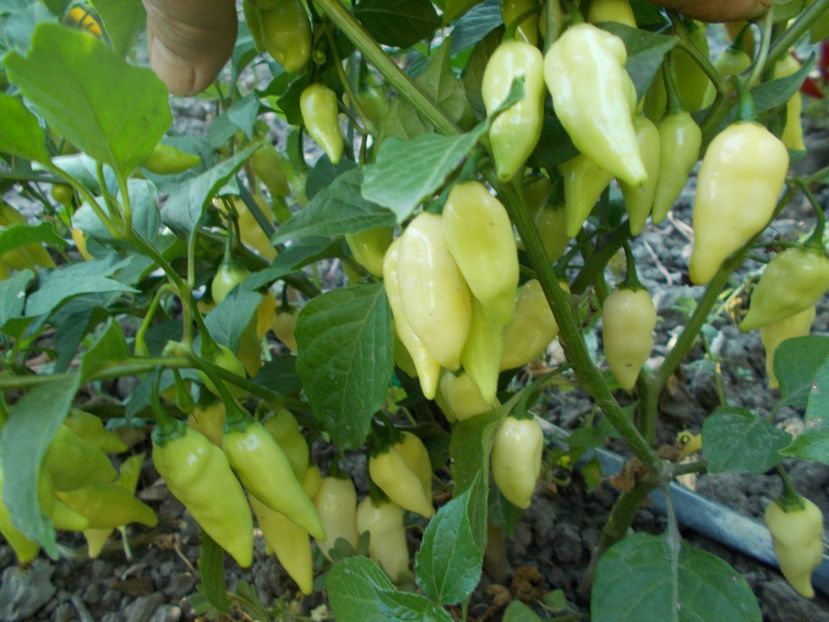  - SEMINTE ARDEI IUTE - AI 60 COYOTE ZAN WHITE - NEIZOLAT