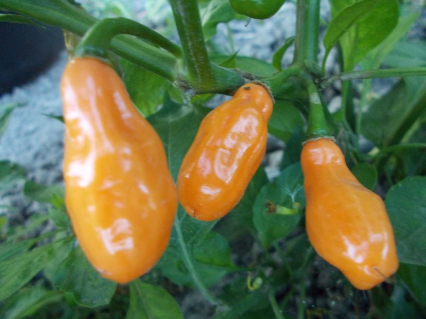  - SEMINTE ARDEI IUTE - AI 50 CABACA PEACH