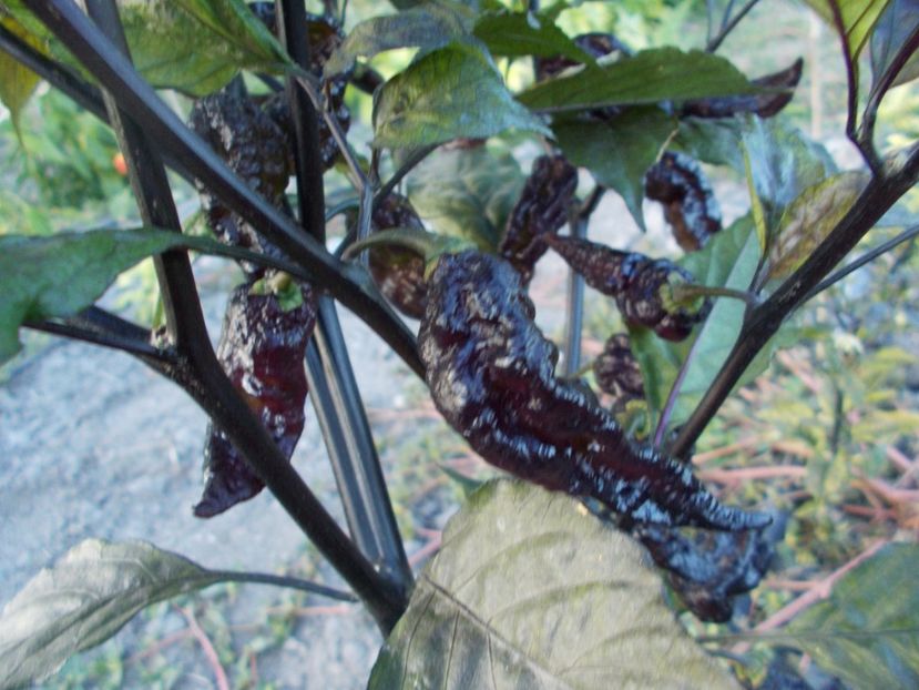  - Z SEMINTE ARDEI IUTE - NAZGUL BREAKFAST - FRANCIS