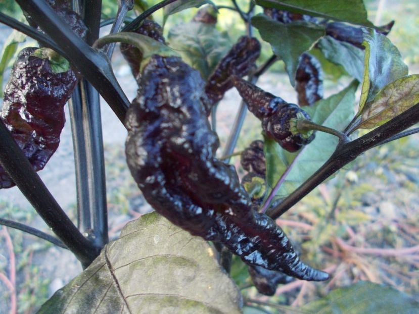  - Z SEMINTE ARDEI IUTE - NAZGUL BREAKFAST - FRANCIS