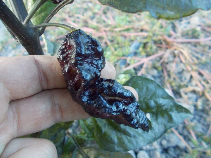  - Z SEMINTE ARDEI IUTE - NAZGUL BREAKFAST - FRANCIS