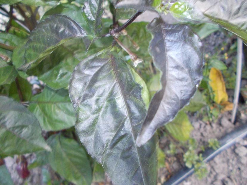  - SEMINTE ARDEI IUTE - PIMENTA MORANGA X TRINIDAD SCORPION - NEIZOLAT - AI 44 - not PIMENTA MORANGA BH