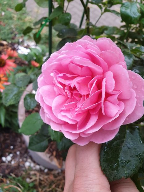  - Princess Alexandra of Kent 2019