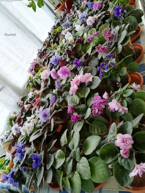 2019 - VIOLETE AFRICANE DE COLECTIE