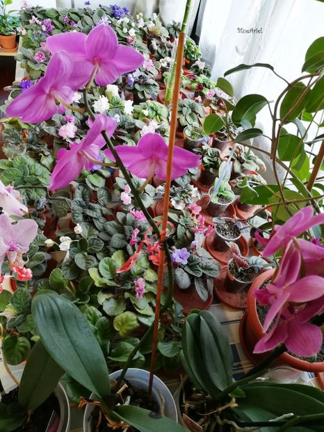 Orhidee și violete - VIOLETE AFRICANE DE COLECTIE