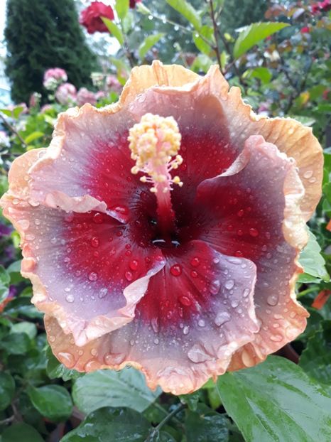  - DP s Lucky in Summer