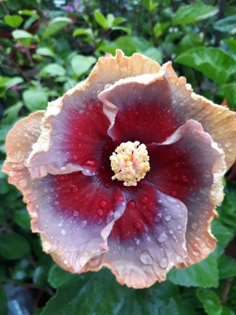  - DP s Lucky in Summer