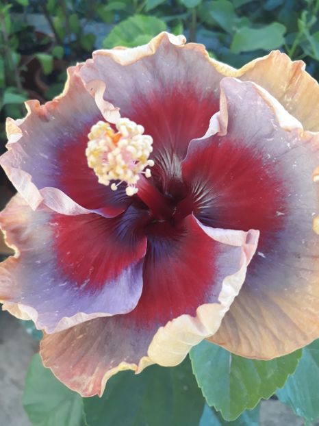  - DP s Lucky in Summer