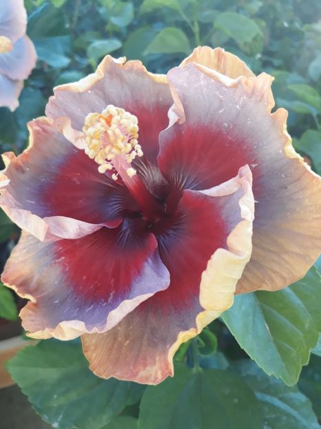  - DP s Lucky in Summer